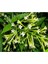 Videolu Gece Sefası Melisa Limon Çiçeği 1 Adet Saksılı/ Tüplü 30-60CM Bahçe Bitkisi (Cestrum Parqui) 3