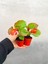 Videolu Karışık Renk Şeker Begonya 1 Adet Saksılı 20-30CM Bahçe Teras Bitkisi 2