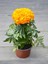 Videolu Sarı Kadife Çiçeği 10 Adet Saksılı/ Tüplü 5-15 cm Iç / Dış Mekan Bitkisi (Tagates Erecta) 4