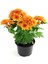Videolu Turuncu Renk Kasımpatı Hüzün Çiçeği 1 Adet 10-25 cm Saksılı Balkon Çiçeği (Chrysanthemum) 1