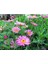 Videolu Çeşme Papatyası Fidanı1 Adet Saksılı 30-50 cm Bahçe Teras Bitkisi (Daisy) 1