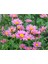 Videolu Çeşme Papatyası Fidanı1 Adet Saksılı 30-50 cm Bahçe Teras Bitkisi (Daisy) 2
