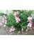 Videolu 30 Adet Pembe Beyaz Aslanağzı Çiçeği Fidanı 5-15CM Tüplü Çiçekli Bodur (Antirrihinum Majus) 3