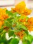 Videolu Turuncu Sarılıcı Begonvil Çiçeği Fidanı 90-120CM Saksılı Çiçekli Bodur (Bougainvillea) 1