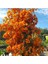 Videolu Turuncu Sarılıcı Begonvil Çiçeği Fidanı 90-120CM Saksılı Çiçekli Bodur (Bougainvillea) 2