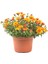Videolu Kırmızı Turuncu ve Lila 3 Adet Kasımpatı Çiçeği Saksılı 15-30CM (Chrysanthemum) 2