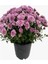 Videolu Kırmızı Turuncu ve Lila 3 Adet Kasımpatı Çiçeği Saksılı 15-30CM (Chrysanthemum) 3