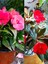 Videolu Cam Güzeli Çiçeği Kırmız-Pembe 2 Adet Saksılı 20-40 cm Yeni Gine(Impatiens Walleriana) 1