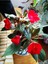 Videolu Cam Güzeli Çiçeği Kırmız-Pembe 2 Adet Saksılı 20-40 cm Yeni Gine(Impatiens Walleriana) 2