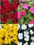 Videolu Cam Güzeli Çiçeği Kırmız-Pembe 2 Adet Saksılı 20-40 cm Yeni Gine(Impatiens Walleriana) 3