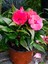 Videolu Cam Güzeli Çiçeği Kırmız-Pembe 2 Adet Saksılı 20-40 cm Yeni Gine(Impatiens Walleriana) 4