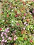 Videolu Cam Güzeli Çiçeği Kırmız-Pembe 2 Adet Saksılı 20-40 cm Yeni Gine(Impatiens Walleriana) 5