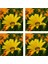 Videolu Sarı 4 Adet Bodrum Papatyası Çiçeği Fidanı Saksılı Çiçekli Bodur Bitkiler Yellow Daisy 2