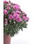Videolu 3 Adet Pembe Kasımpatı Krizantem Çiçeği Saksılı Çiçekli Bodur Bitkiler Chrysanthemum 1
