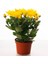 Serada Decor Plant Videolu Kasımpatı 4 Adet Pembe Sarı Turuncu Beyaz Saksılı 10-25 cm (Chrysanthemum) 5