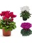 Serada Decor Plant Videolu 3 Renk Kırmızı Beyaz ve Mor 3 Adet Sıklamen 30-60CM Saksılı (Red White And Purple Cyclamen) 2