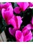 Serada Decor Plant Videolu 3 Renk Kırmızı Beyaz ve Mor 3 Adet Sıklamen 30-60CM Saksılı (Red White And Purple Cyclamen) 4