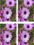 Videolu Mor Bodrum Papatyası Çiçeği Fidanı 25-35 cm Saksılı Çiçekli Bodur Bitkiler Purple Daisy 2