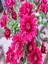 Videolu Rengarenk Krizantem 3 Adet Kasımpatı Çiçeği Saksılı 15-25CM (Chrysanthemum) 3