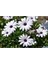 Videolu Bodrum Papatyası Çiçeği Fidanı Saksılı (10 20 Cm) 4 Adet Saksılı Bahçe Bitkisi 4