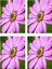 Videolu 4 Adet Mor Bodrum Papatyası Çiçeği Fidanı 25-35 cm Saksılı Çiçekli Bodur Bodrum Daisy 2