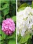 Videolu 2 Adet Pembe/beyaz Çiçekli Ortanca Fidanı 30-55 cm Çiçekli Bodur Pink/white Hydrangea 2