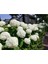 Videolu 2 Adet Pembe/beyaz Çiçekli Ortanca Fidanı 30-55 cm Çiçekli Bodur Pink/white Hydrangea 1