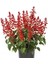 Videolu Ateş Çiçeği (10 15 Cm) 1 Adet Saksılı Dış/iç Mekan Bitkisi (Salvia Splendens) 1