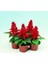 Videolu Ateş Çiçeği (10 15 Cm) 1 Adet Saksılı Dış/iç Mekan Bitkisi (Salvia Splendens) 2