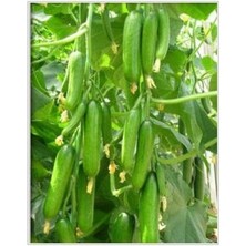 e-fidancim Badem Salatalık(Hıyar) Fidesi (5 Adet)