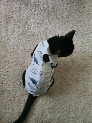 Carites Ameliyat Sonrası Yara Bölgesini Koruyan Kedi Tulumu