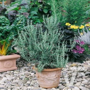 Saksılık Şifalı Blue Winter Biberiye Bitkisi Fidanı  9 Luk Saksıda