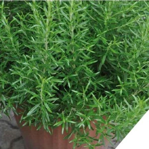 Aromatik Saksılık Abraxas Biberiye Fidesi (3  Fide)