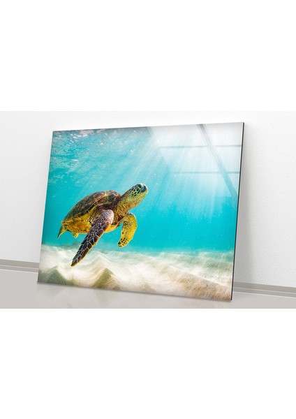 Su Kaplumbağası Tempered Cam Duvar Tablosu