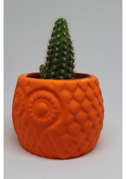 Cactus Garden Baykuş Dekoratif Saksı + Canlı Sukulent Bitkili