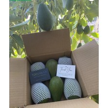 Tropikar Avokado Mini Boy 1kg