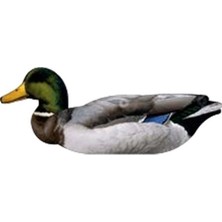 NRA FUD Mallard Ducks Ördek Mühre-(3 ERKEK-3 DİŞİ)