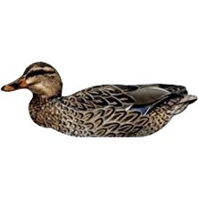 NRA FUD Mallard Ducks Ördek Mühre-(3 ERKEK-3 DİŞİ)