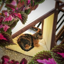 Vune Concept Ketu Kedi Evi -Krem