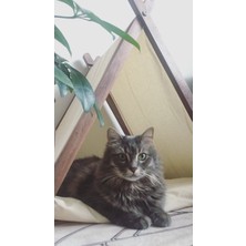 Vune Concept Ketu Kedi Evi -Krem