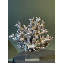 Antique Home Dekoratif Kristal Mercan