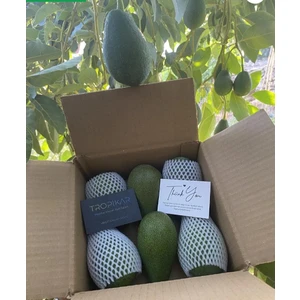 Avokado Mini Boy 1kg