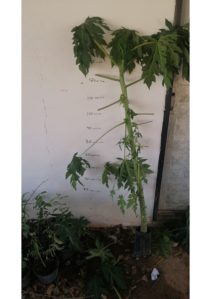 Meyve Verme Durumunda Papaya Meyvesi Fidan(Boy 150CM ile 200CM) fiyatları
