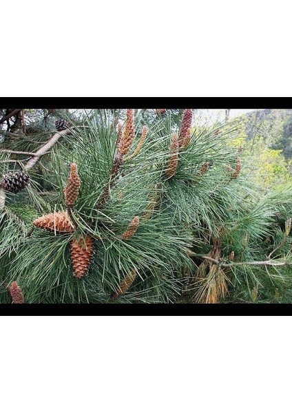 Fıstık Çam FIDANI(40ILA 60CM)