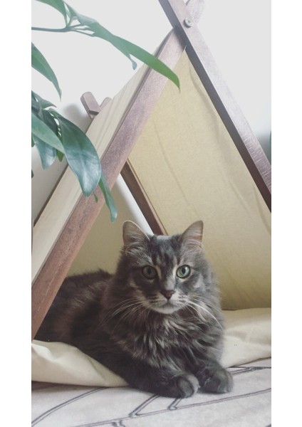 Ketu Kedi Evi -Krem fırsatları