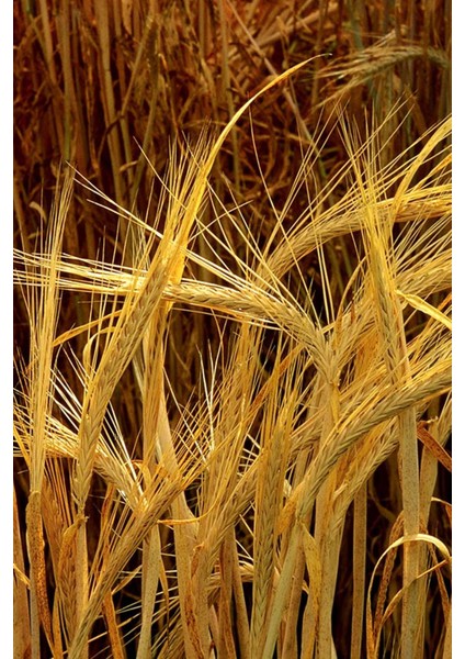 Arpa Unu Taze Öğütülmüş 1400 gr fırsatları