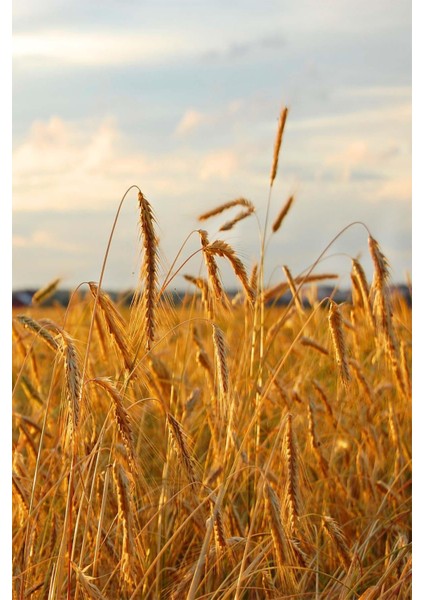 Çavdar Unu Taze Öğütülmüş 1400 gr fırsatları