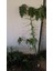 Meyve Verme Durumunda Papaya Meyvesi Fidan(Boy 150CM ile 200CM) 2