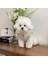 Yaz Ince Kedi ve Köpek Çiçek Giysileri (Yurt Dışından) 1