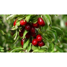 Aydoğdu Tüplü Fidan Iri Meyveli Kızılcık Fidanı(Doku Kültürü ile Çogaltm)